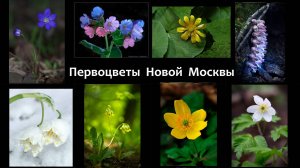 Краеведческий понедельник  — Первоцветы Новой Москвы