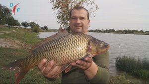 РЫБАЛКА на ТОЛСТОЛОБА и КАРПА. Поймать ТОЛСТОЛОБА в сентябре. МИФ или Реальность?!