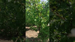 Абрикос "ВАНИЛА-КОТ"