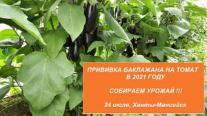 Прививка баклажана на томат в сезоне 2021. Собираем урожай!!!