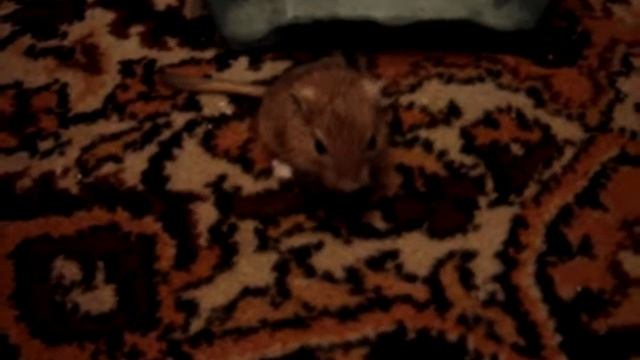 Песчанка Симба видео 3 смотреть онлайн