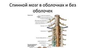 Оболочки спинного мозга ЧАСТЬ 2