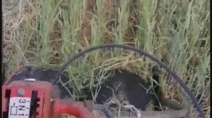 Скашивание люцерны с мотоблоком.