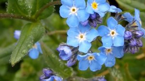 Песня «Живая вода»