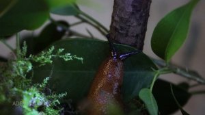 Макро Слизень Брюхоногий моллюск 4К