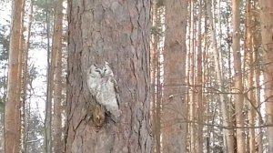 Сыч мохноногий. Встреча в лесу