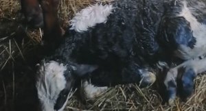 Как рожает корова. На 8 марта родила наша корова.