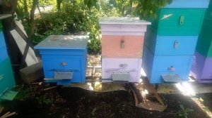 Осетровые и не только.