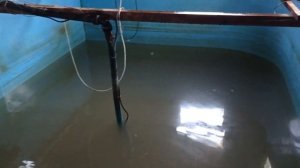 Осетровые как хобби. Случается и такое.