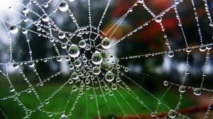 Утренние россы