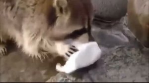 Racoon Gets Sad when His Cotton Candy Dissolves in Water