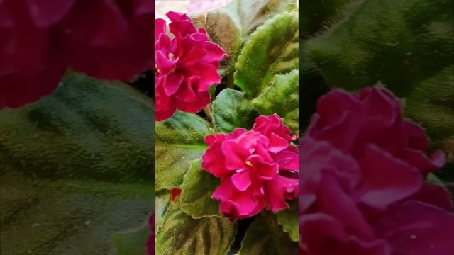 Наша сортовая фиалочка (сенполия) ЛФ-Ежевика! Такая жизнерадостная!