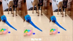 Сборник смешных попугаев раздражающих собак🐕🦜 - Лучший из смешных попугаев раздражает сборник кошек