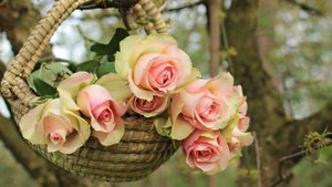 Корзина воспоминаний