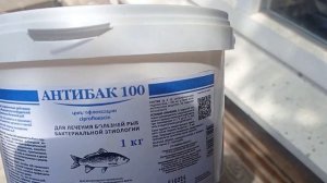 Лечение осетровых от бактериальной инфекции.