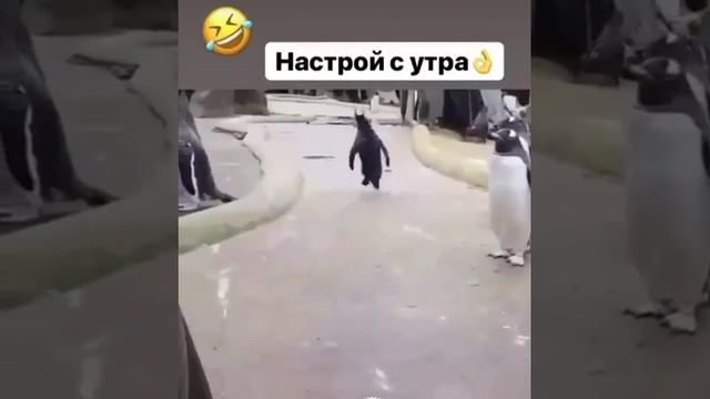 Утреннее настроение