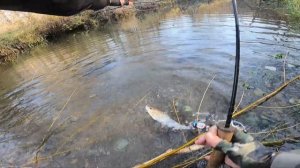 Осень на Репейном ручье