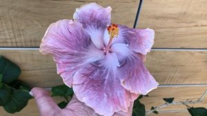 Гибискус Moorea Vatina