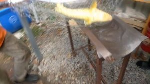 Стерлядь, делаем УЗИ.