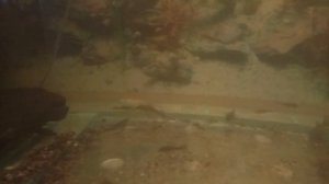 Стерлядь в аквариуме.