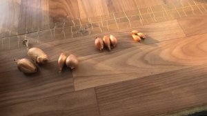 Как правильно хранить лук севок