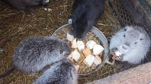 Я и ПЛОТНИК, я и ПОВАР! Нутриеводство. 17.12.24