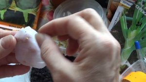 Я сею баклажаны 20 января.ВПЛ.