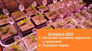 25 апреля 2024: приоткрываю привитые баклажаны и пикирую перец