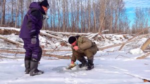 Нарвались на судаков в корягах! Комбайны косят леща, налима и язя. Рыбалка удалась у всех!