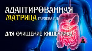 Очищение кишечника 🌀 Адаптированная программа матрица ☀️ SoftRadio.ru