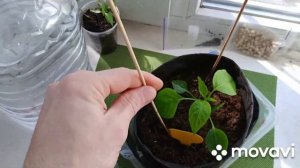 Как растения поливать в гроубаге правильно | тканевый горшок