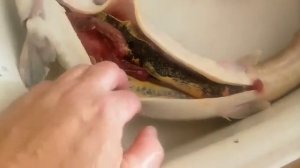 Стерлядь на обед. Очень вкусно хоть и грустно