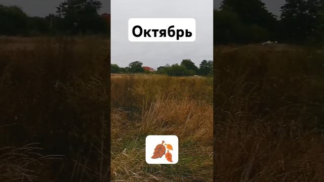Октябрь #трактор #трава #желтеет #холод #грусть