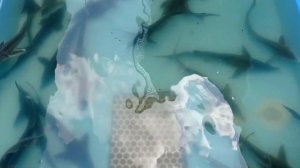 Содержание осетровых в домашнем УЗВ.