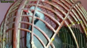 Хониши  Кабки  Маст  Keklik  Куропатка که و