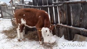 Выращиваем ТЁЛОЧКУ на КОРОВУ. Промежуточные итоги. Дайре 9 месяцев.