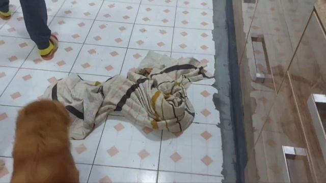 Собака с травмой позвоночника, после операции по инвагинации. #кубик смотреть онлайн