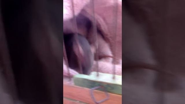 Моя ручная крыса🐀🐁🐭