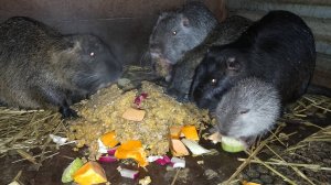 НОРМЫ кормления нутрий: кто их придерживается? 15.11.24