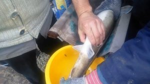 Черная икра 2020