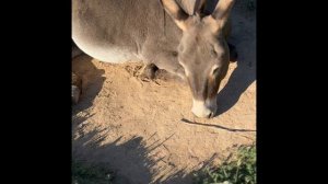 #ослик 🫏 #spa ☀️#влюбленныйосел #лошадь 🐎 #будниотшельника