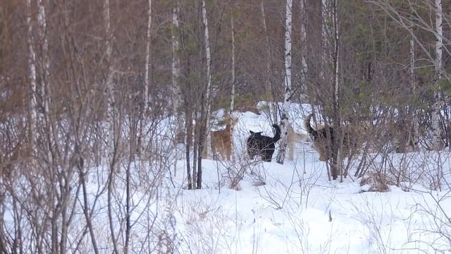 "Собачья свадьба ." смотреть онлайн