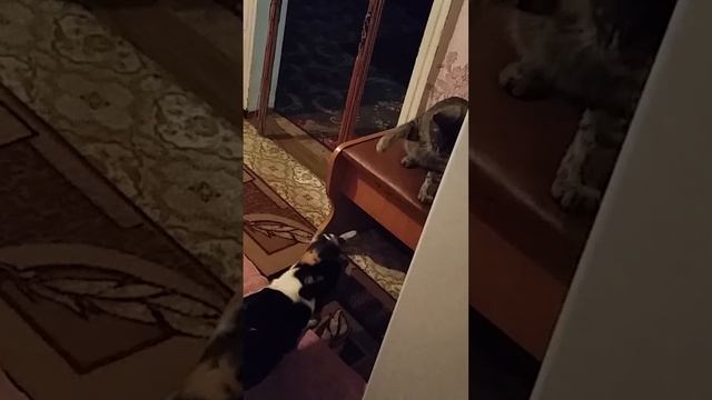 Выпросил