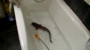 Кот рыболов