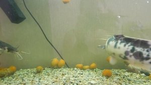 Сом клариевый или клариус