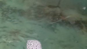 Стерлядь.  Начало роения.