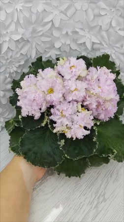 Фиалка АВ-Богатая Невеста