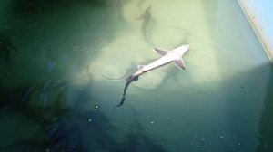 Запуск биофильтра стартовыми бактериями