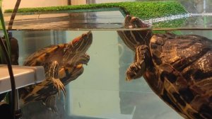 Самец красноухой черепахи подкатывает к самке