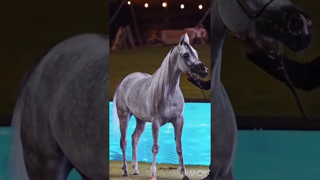 красивая походка лошадей и красивые лошади смотреть онлайн